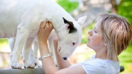 ¿Por qué sentimos cariño hacia nuestros perros? El secreto está en la mirada