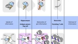 ¿Que tienen en común el cerebro y el sistema inmune?