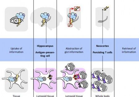 ¿Que tienen en común el cerebro y el sistema inmune?