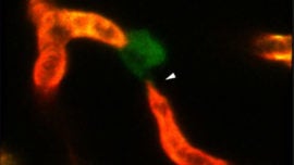 La vida secreta del cerebro, captada en un vídeo