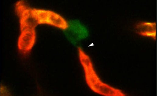 La vida secreta del cerebro, captada en un vídeo