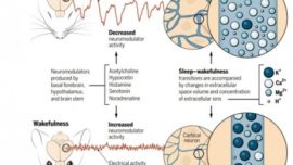 La cantidad de sales en el cerebro regula el sueño