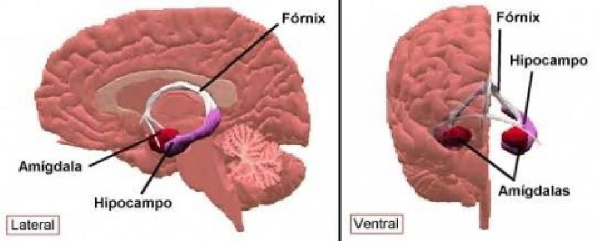 Ubicación de dolor de cabeza de ansiedad Ubicación de dolor de cabeza de ansiedad