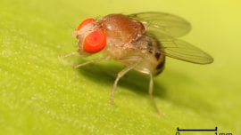 Lo que puede aportar una mosca al cáncer cerebral infantil