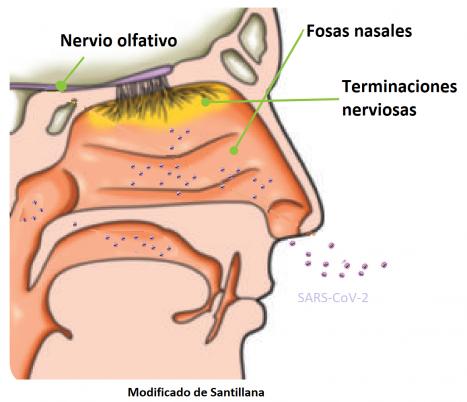 Acabar con el Covid, una cuestión de narices