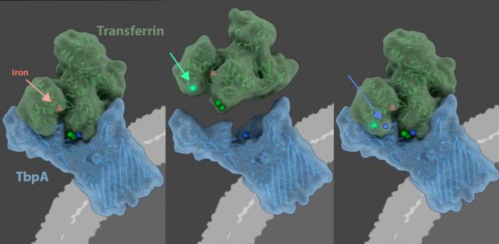La larga batalla por el hierro entre las bacterias y el sistema inmune