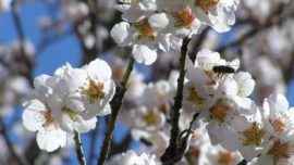 ¿Por qué florecen ahora los almendros?