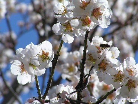 ¿Por qué florecen ahora los almendros?