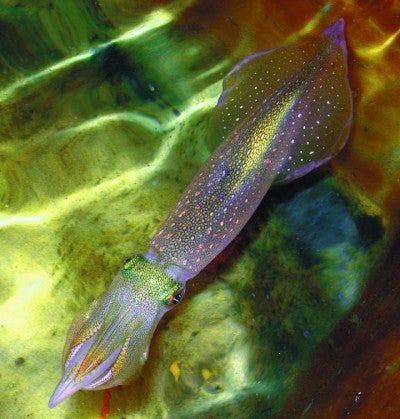 Pegatinas que te vuelven invisible