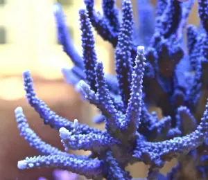 ¿Sabía que el coral se utiliza para tratar la dermatitis y la psoriasis?