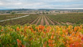 Castilla y León, tierra de vinos