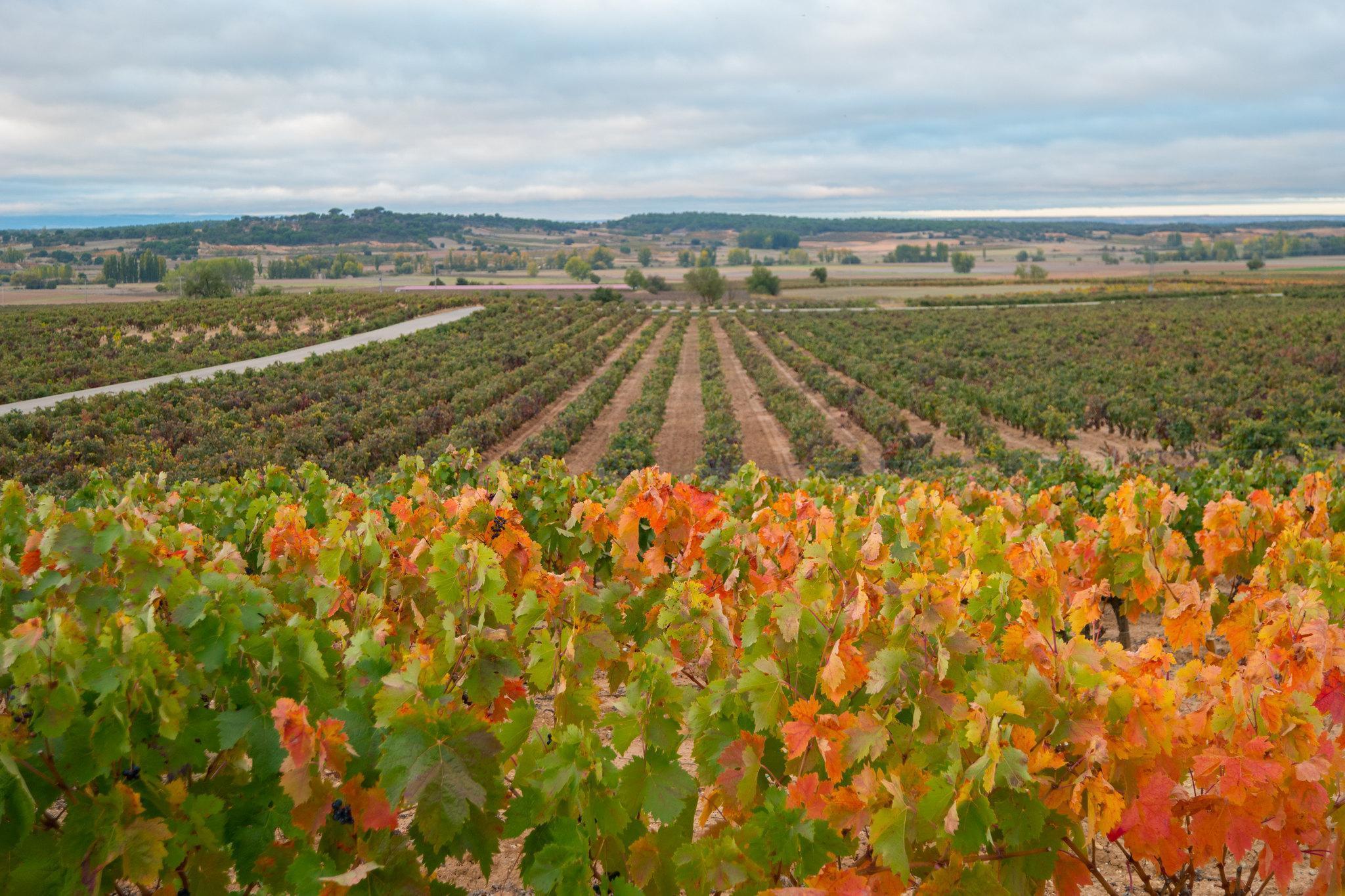 Castilla y León, tierra de vinos