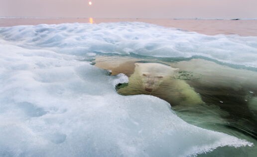 Este tierno oso polar bajo el hielo triunfa en los dos grandes premios de fotografía del año