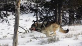 Cómo puede una manada de lobos cambiar el curso de un río