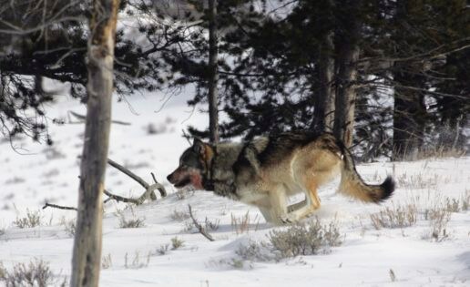 Cómo puede una manada de lobos cambiar el curso de un río