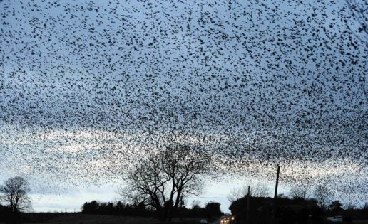 Murmuraciones de los estorninos: una nube de 50.000 pájaros en el cielo