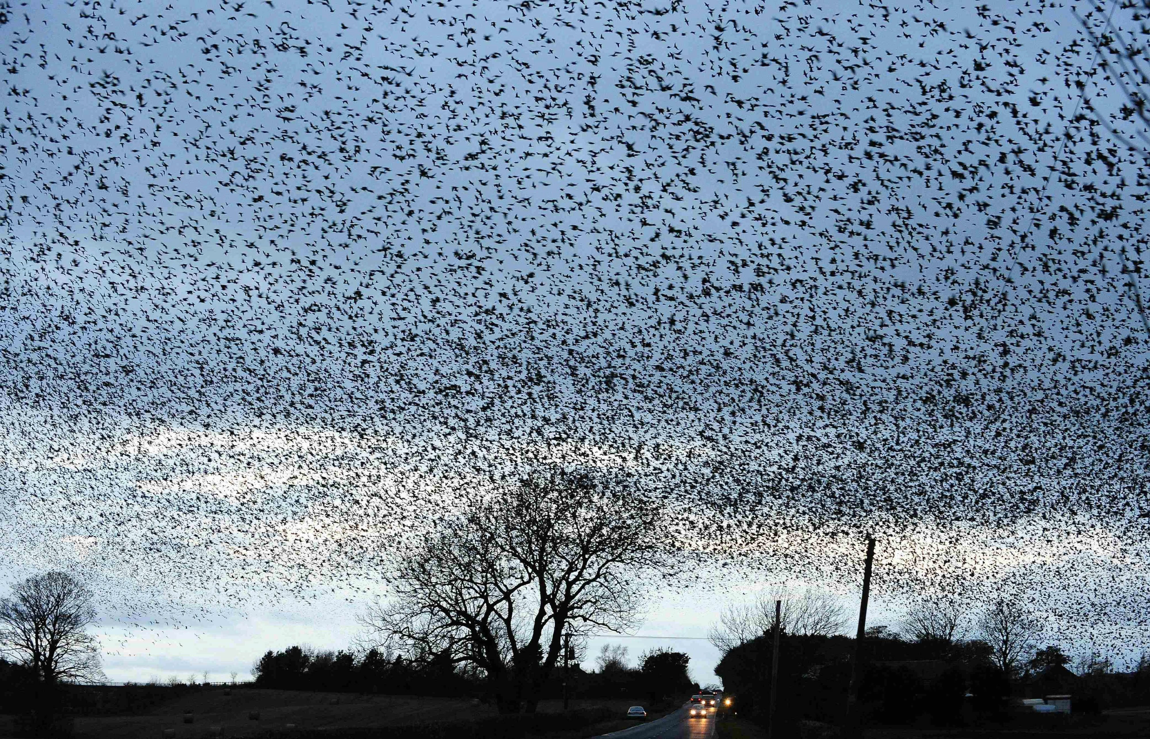 Murmuraciones de los estorninos: una nube de 50.000 pájaros en el cielo