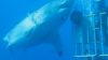 El tiburón blanco gigante grabado en Isla Guadalupe y las jaulas para turistas