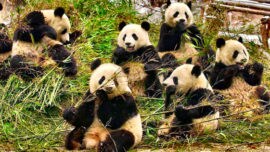 60 días en coche de España a China para ver a los pandas